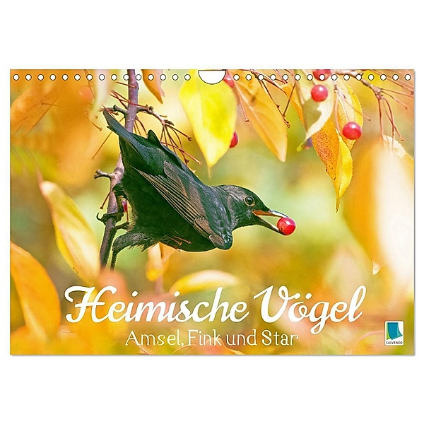 Amsel, Fink und Star: Heimische Vögel (Wandkalender 2024 DIN A4 quer), CALVENDO Monatskalender, Calvendo