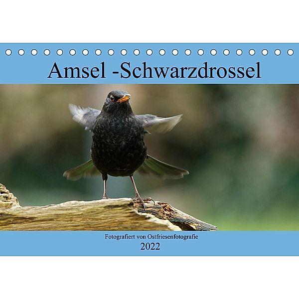 Amsel - Schwarzdrossel fotografiert von Ostfriesenfotografie (Tischkalender 2022 DIN A5 quer), Christina Betten - Ostfriesenfotografie