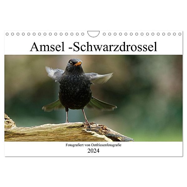 Amsel - Schwarzdrossel fotografiert von Ostfriesenfotografie (Wandkalender 2024 DIN A4 quer), CALVENDO Monatskalender, Christina Betten - Ostfriesenfotografie