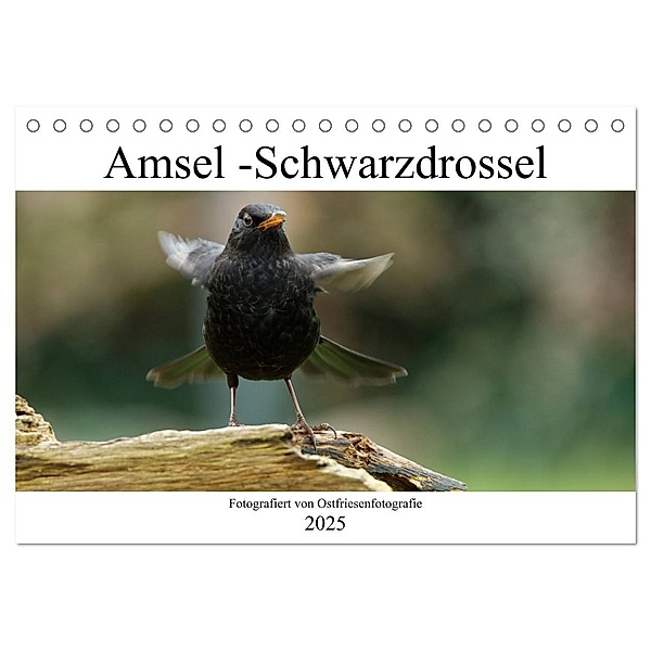 Amsel - Schwarzdrossel fotografiert von Ostfriesenfotografie (Tischkalender 2025 DIN A5 quer), CALVENDO Monatskalender, Calvendo, Christina Betten - Ostfriesenfotografie