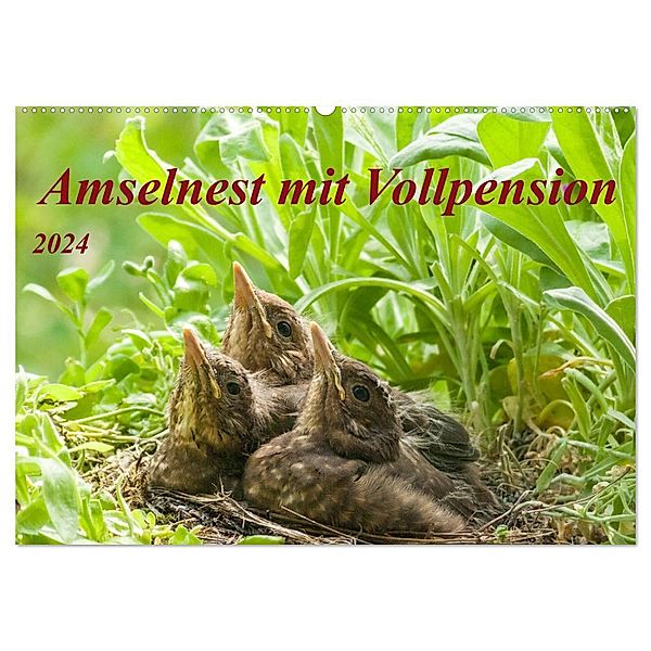 Amselnest mit Vollpension (Wandkalender 2024 DIN A2 quer), CALVENDO Monatskalender, Kerstin Waurick