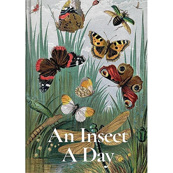An Insect A Day, Dominic Couzens, Gail Ashton