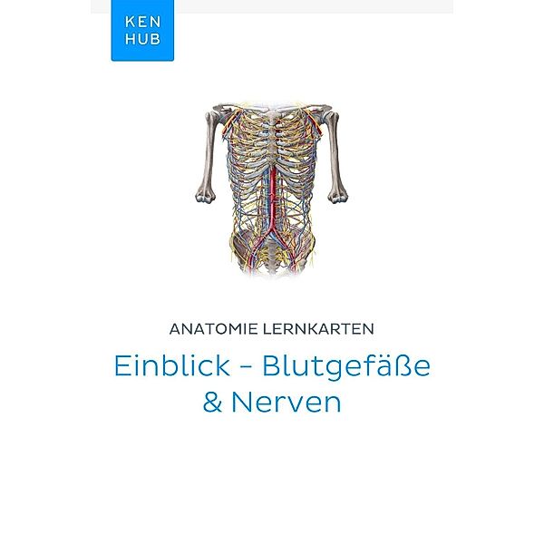 Anatomie Lernkarten: Einblick - Blutgefäße & Nerven / Kenhub Lernkarten Bd.35