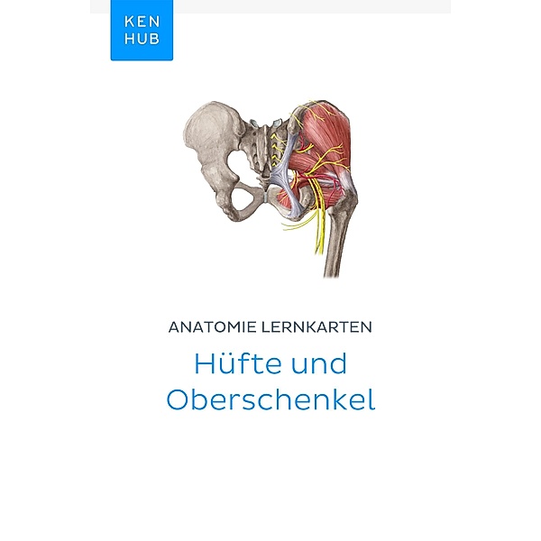 Anatomie Lernkarten: Hüfte und Oberschenkel / Kenhub Lernkarten Bd.4