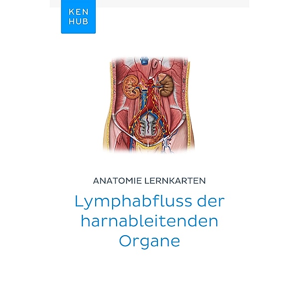Anatomie Lernkarten: Lymphabfluss der harnableitenden Organe / Kenhub Lernkarten Bd.78