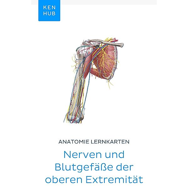 Anatomie Lernkarten: Nerven und Blutgefäße der oberen Extremität / Kenhub Lernkarten Bd.39