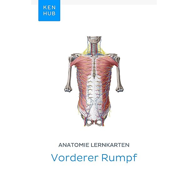Anatomie Lernkarten: Vorderer Rumpf / Kenhub Lernkarten Bd.28