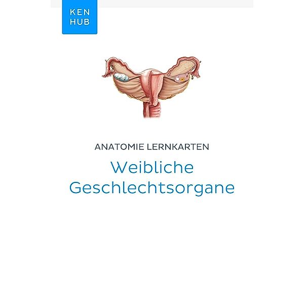 Anatomie Lernkarten: Weibliche Geschlechtsorgane / Kenhub Lernkarten Bd.73