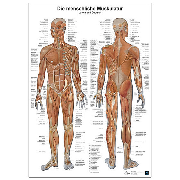 Anatomie-Lerntafel - Die menschliche Muskulatur