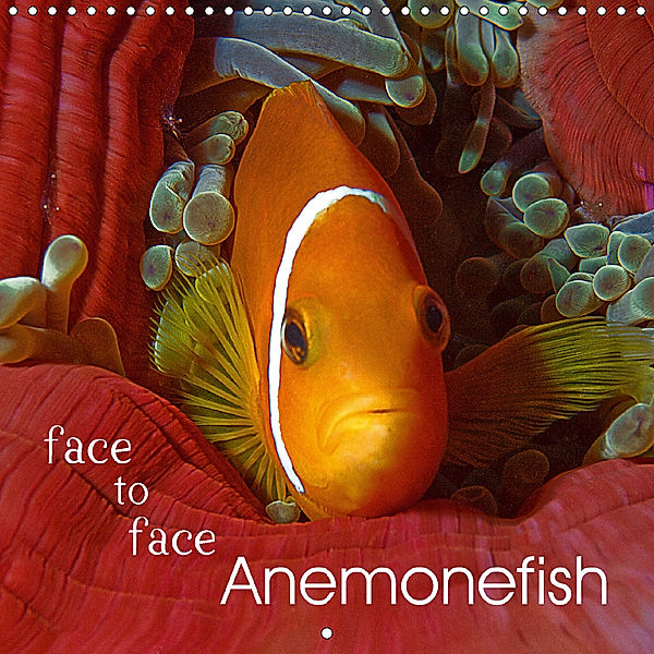 Anemonefish - face to face (Wall Calendar 2018 300 × 300 mm Square), Ute Niemann