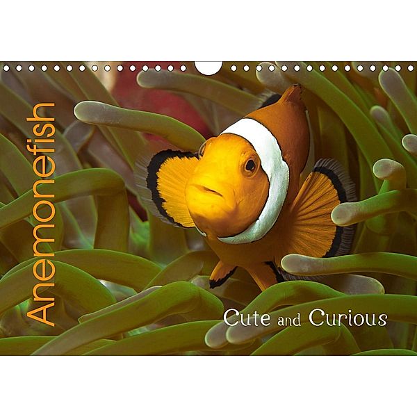 Anemonefish (Wall Calendar 2021 DIN A4 Landscape), Ute Niemann