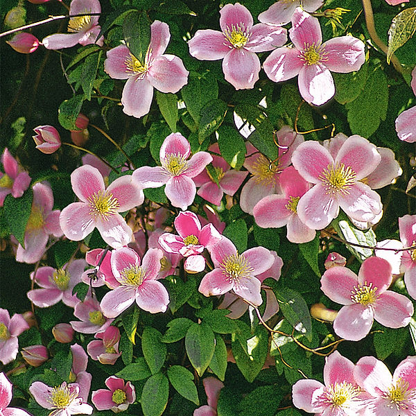 Anemonenclematis Elisabeth