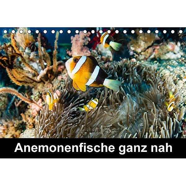 Anemonenfische ganz nah (Tischkalender 2017 DIN A5 quer), Michael Tschierschky