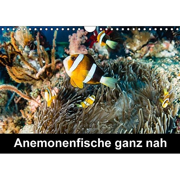 Anemonenfische ganz nah (Wandkalender 2017 DIN A4 quer), Michael Tschierschky