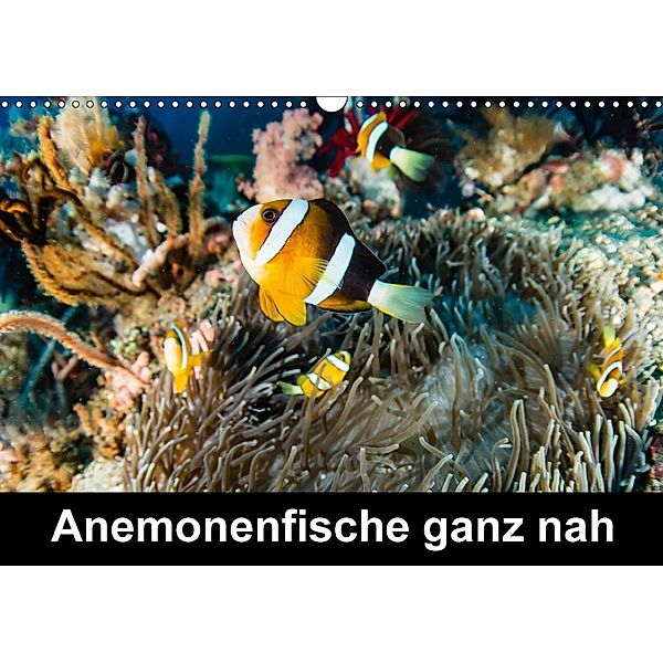 Anemonenfische ganz nah (Wandkalender 2018 DIN A3 quer) Dieser erfolgreiche Kalender wurde dieses Jahr mit gleichen Bild, Michael Tschierschky