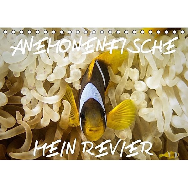 Anemonenfische, Mein Revier. (Tischkalender 2014 DIN A5 quer), Daniel Hohlfeld