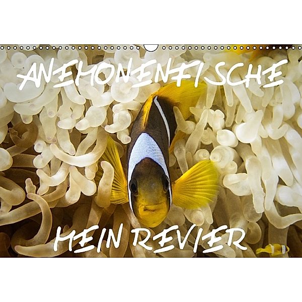 Anemonenfische, Mein Revier. (Wandkalender 2014 DIN A3 quer)