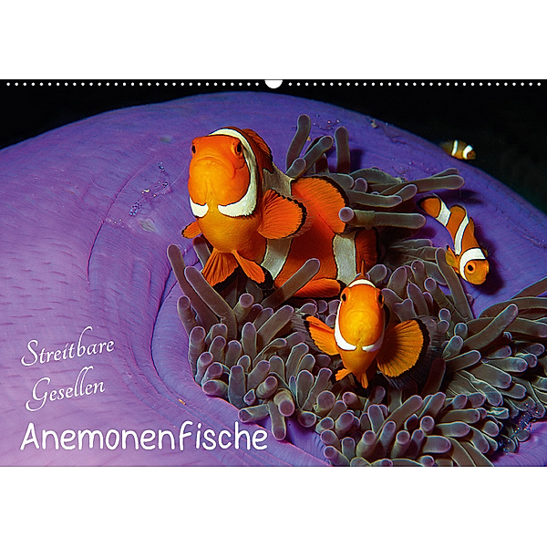 Anemonenfische - Streitbare Gesellen (Wandkalender 2018 DIN A2 quer), Ute Niemann