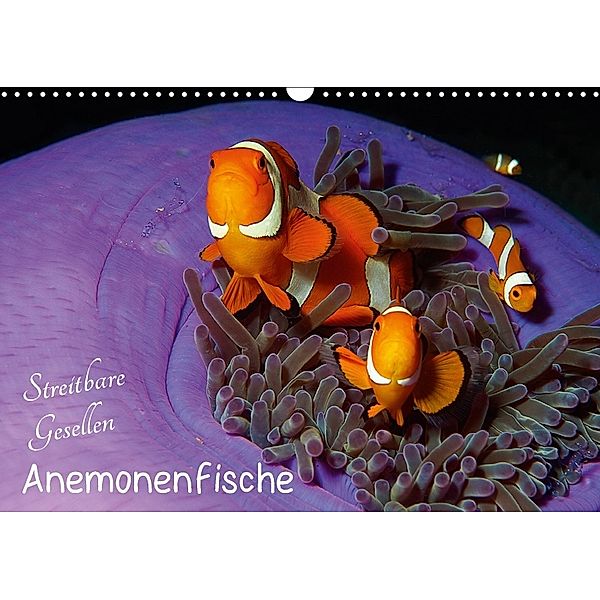 Anemonenfische - Streitbare Gesellen (Wandkalender 2018 DIN A3 quer), Ute Niemann