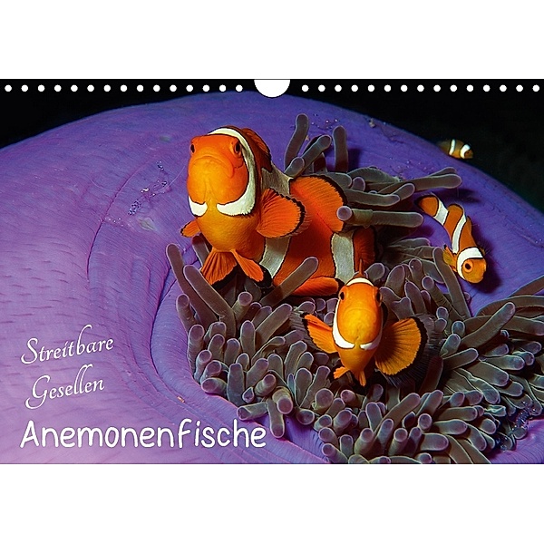 Anemonenfische - Streitbare Gesellen (Wandkalender 2018 DIN A4 quer), Ute Niemann
