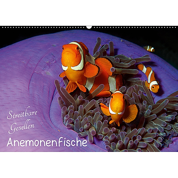 Anemonenfische - Streitbare Gesellen (Wandkalender 2019 DIN A2 quer), Ute Niemann