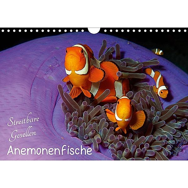 Anemonenfische - Streitbare Gesellen (Wandkalender 2020 DIN A4 quer), Ute Niemann