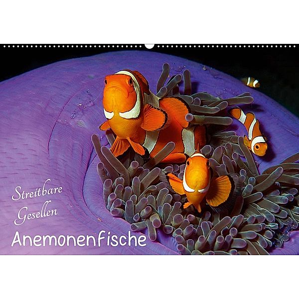Anemonenfische - Streitbare Gesellen (Wandkalender 2021 DIN A2 quer), Ute Niemann