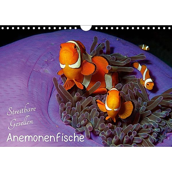 Anemonenfische - Streitbare Gesellen (Wandkalender 2021 DIN A4 quer), Ute Niemann