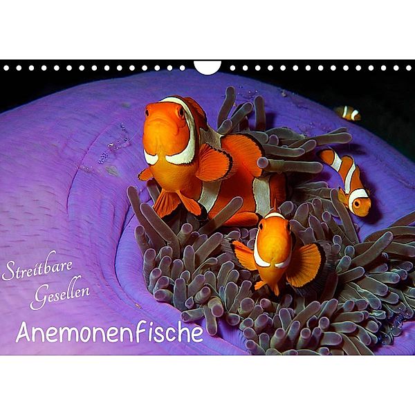 Anemonenfische - Streitbare Gesellen (Wandkalender 2023 DIN A4 quer), Ute Niemann