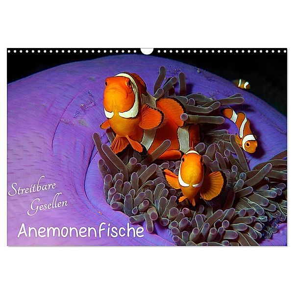 Anemonenfische - Streitbare Gesellen (Wandkalender 2024 DIN A3 quer), CALVENDO Monatskalender, Ute Niemann
