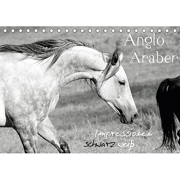 Anglo Araber Impressionen schwarz weiß (Tischkalender 2017 DIN A5 quer), Meike Bölts