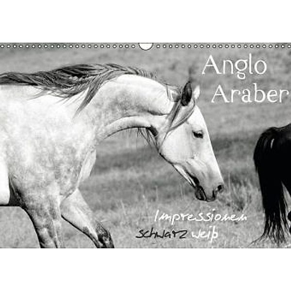 Anglo Araber Impressionen schwarz weiß (Wandkalender 2016 DIN A3 quer), Meike Bölts