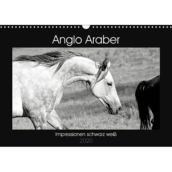 Anglo Araber Impressionen schwarz weiß (Wandkalender 2020 DIN A3 quer), Meike Bölts