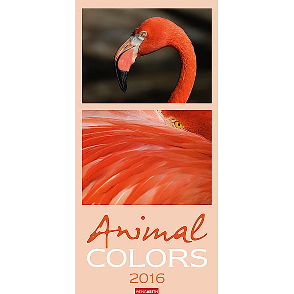 Animal Colors 2016