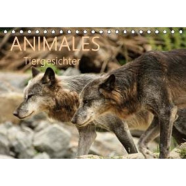 ANIMALES Tiergesichter (Tischkalender 2016 DIN A5 quer), Meike Dettlaff