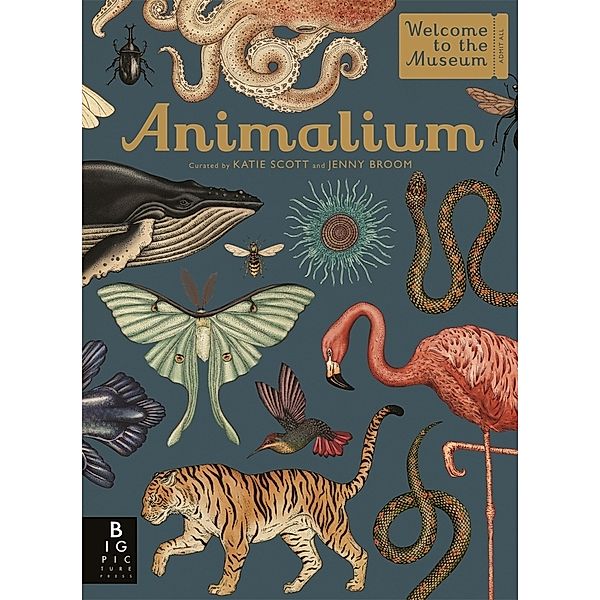 Animalium, Jenny Broom
