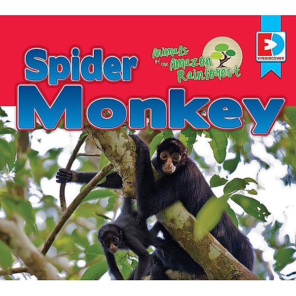 Animals of the Amazon Rainforest: Spider Monkey, Katie Gillespie
