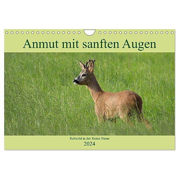 Anmut mit sanften Augen - Rehwild in der freien Natur (Wandkalender 2024 DIN A4 quer), CALVENDO Monatskalender, Sabine Grahneis