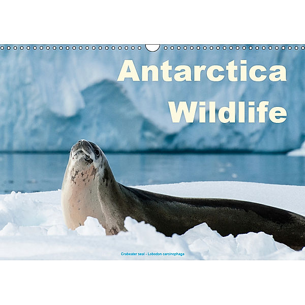 Antarctica Wildlife / UK-Version (Wall Calendar 2019 DIN A3 Landscape), Juergen Woehlke