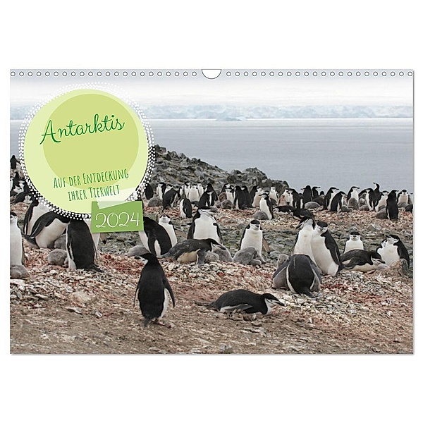 Antarktis Auf der Entdeckung ihrer Tierwelt (Wandkalender 2024 DIN A3 quer), CALVENDO Monatskalender, Alain Gaymard