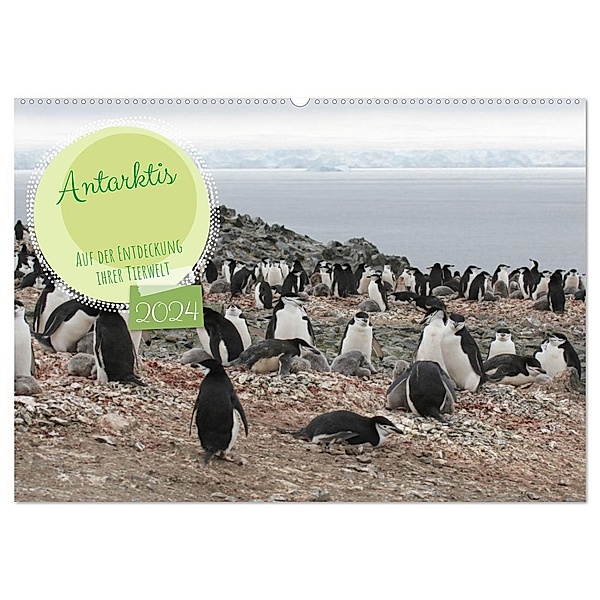 Antarktis Auf der Entdeckung ihrer Tierwelt (Wandkalender 2024 DIN A2 quer), CALVENDO Monatskalender, Alain Gaymard