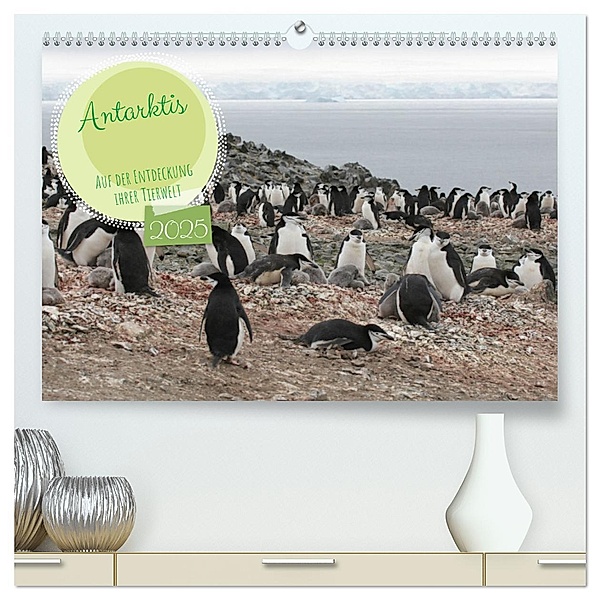 Antarktis Auf der Entdeckung ihrer Tierwelt (hochwertiger Premium Wandkalender 2025 DIN A2 quer), Kunstdruck in Hochglanz, Calvendo, Alain Gaymard