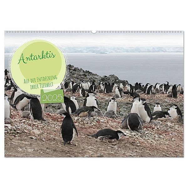 Antarktis Auf der Entdeckung ihrer Tierwelt (Wandkalender 2025 DIN A2 quer), CALVENDO Monatskalender, Calvendo, Alain Gaymard