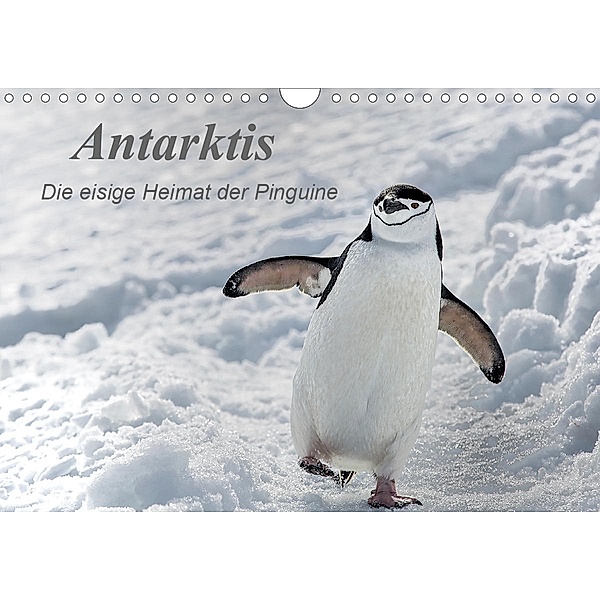 Antarktis, die eisige Heimat der Pinguine (Wandkalender 2021 DIN A4 quer), Michèle Junio