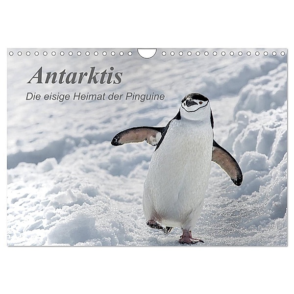 Antarktis, die eisige Heimat der Pinguine (Wandkalender 2024 DIN A4 quer), CALVENDO Monatskalender, Michèle Junio