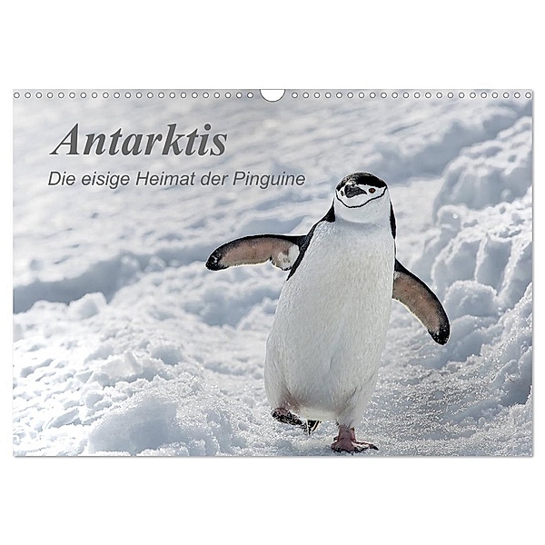 Antarktis, die eisige Heimat der Pinguine (Wandkalender 2024 DIN A3 quer), CALVENDO Monatskalender, Michèle Junio