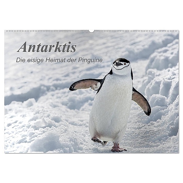 Antarktis, die eisige Heimat der Pinguine (Wandkalender 2024 DIN A2 quer), CALVENDO Monatskalender, Michèle Junio