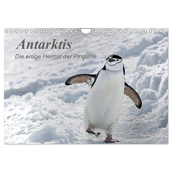Antarktis, die eisige Heimat der Pinguine (Wandkalender 2025 DIN A4 quer), CALVENDO Monatskalender, Calvendo, Michèle Junio