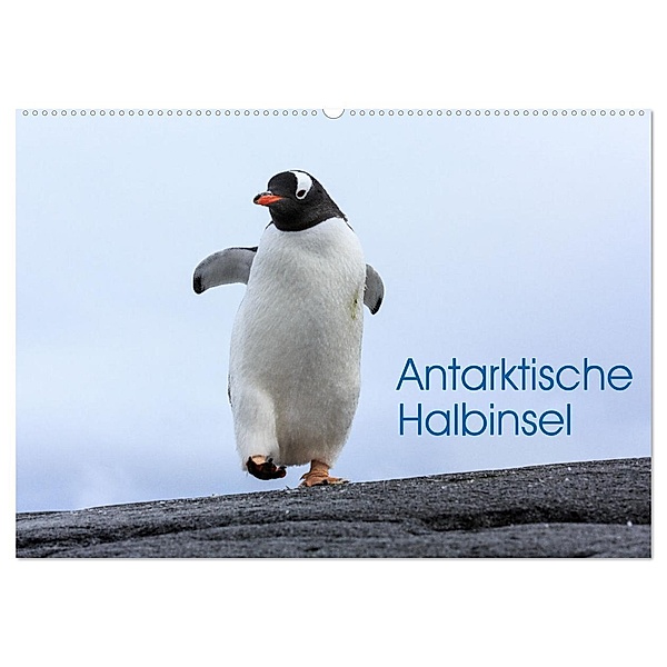 Antarktische Halbinsel (Wandkalender 2024 DIN A2 quer), CALVENDO Monatskalender, David Oberholzer