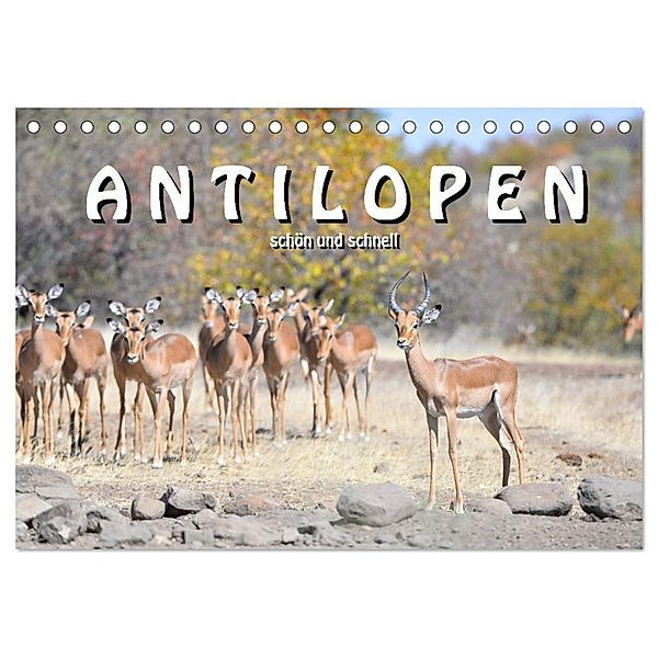 Antilopen, schön und schnell (Tischkalender 2024 DIN A5 quer), CALVENDO Monatskalender, Robert Styppa